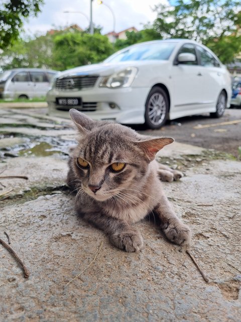 Des - Domestic Medium Hair Cat