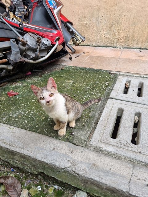 Pearly  - Oriental Tabby Cat