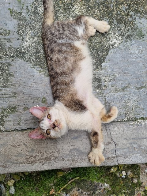 Pearly  - Oriental Tabby Cat