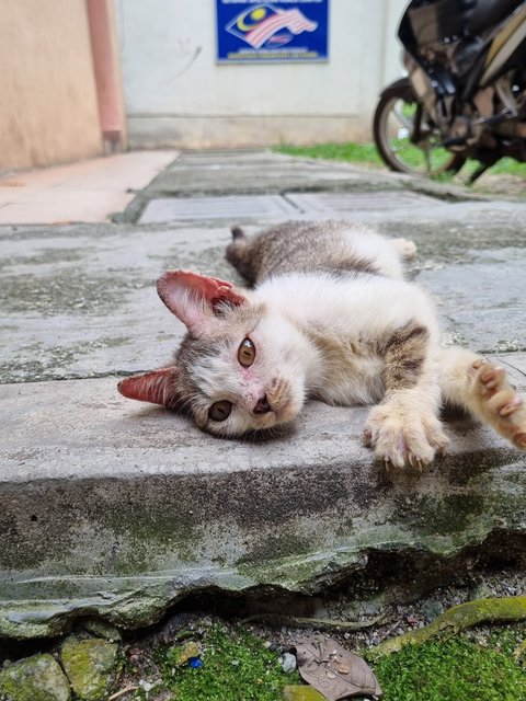 Pearly  - Oriental Tabby Cat