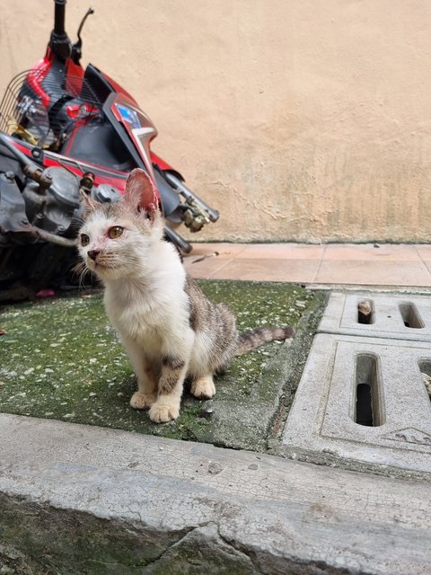 Pearly  - Oriental Tabby Cat