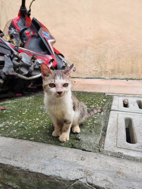 Pearly  - Oriental Tabby Cat