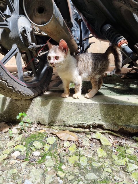 Pearly  - Oriental Tabby Cat