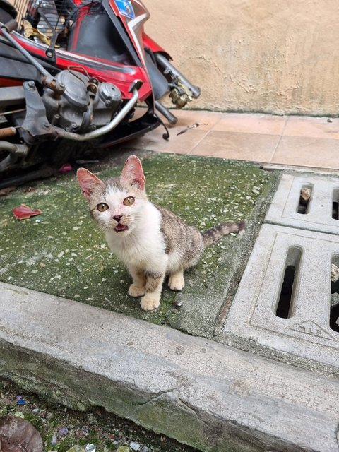 Pearly  - Oriental Tabby Cat