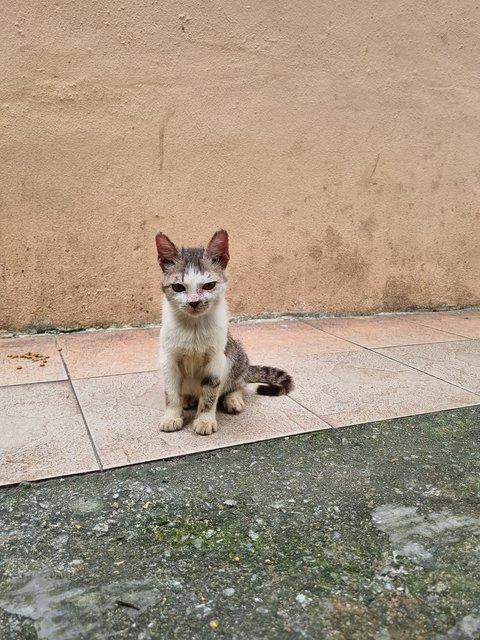 Pearly  - Oriental Tabby Cat