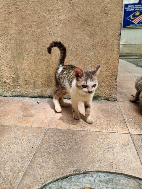 Pearly  - Oriental Tabby Cat