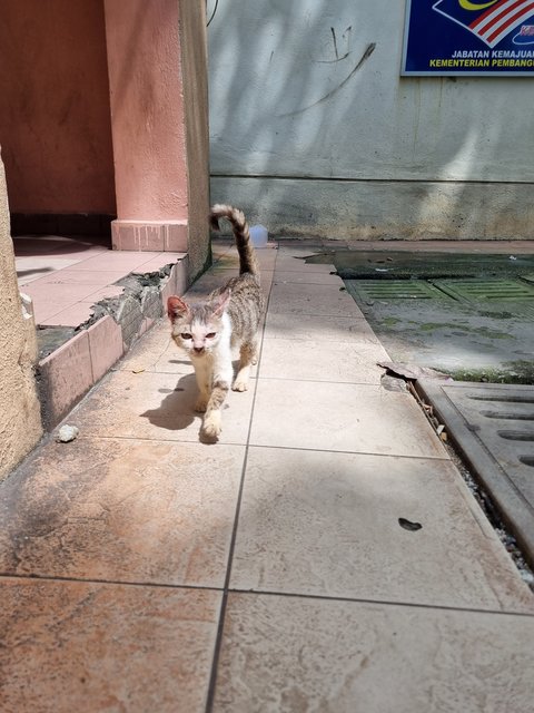 Pearly  - Oriental Tabby Cat