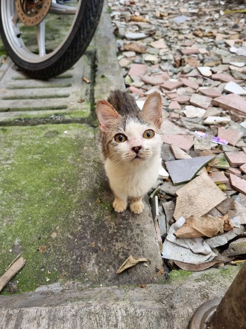 Pearly  - Oriental Tabby Cat