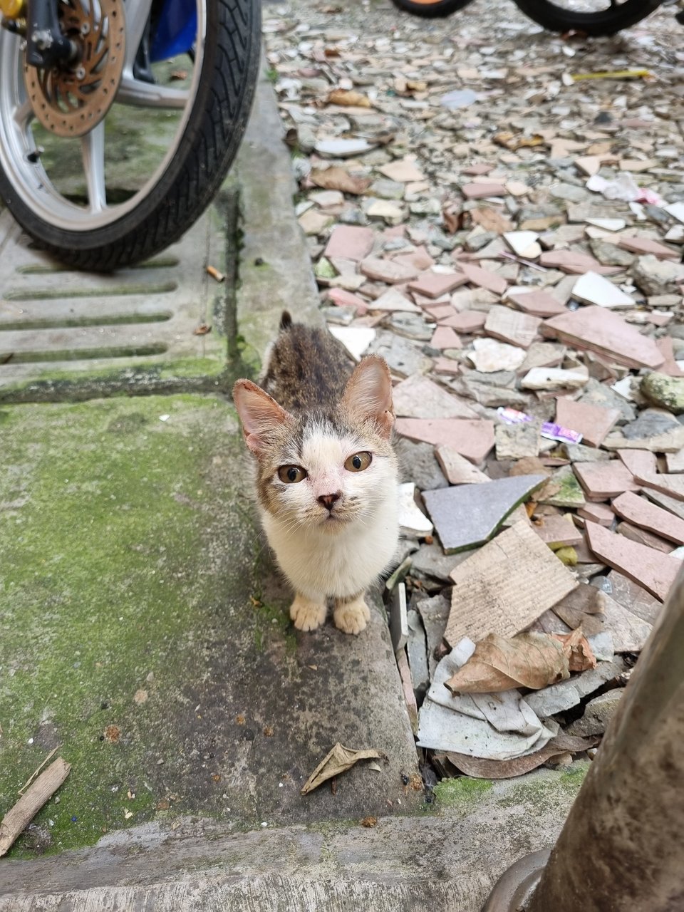 Pearly  - Oriental Tabby Cat