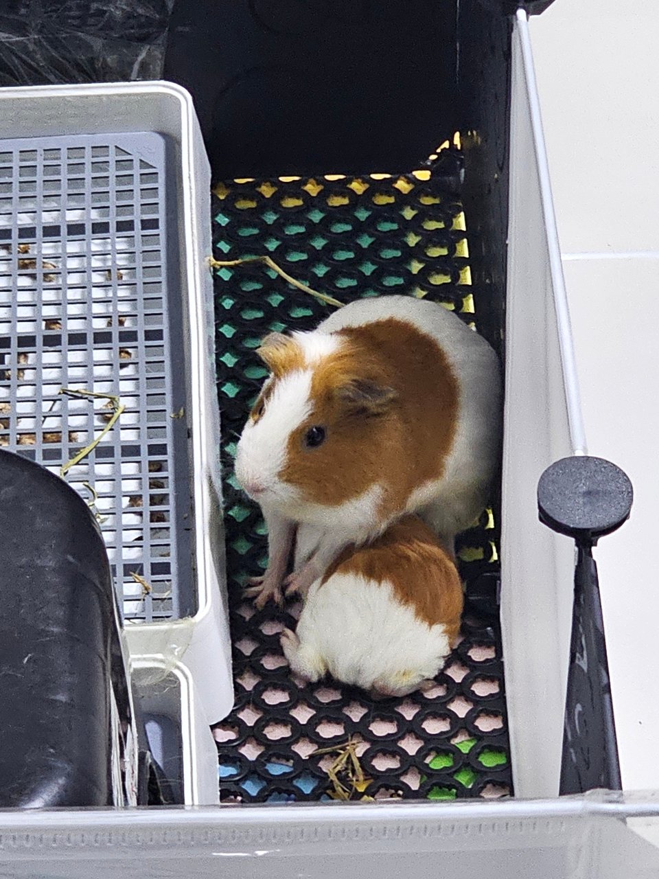 Bibi &amp; Bearbear - Guinea Pig Small & Furry