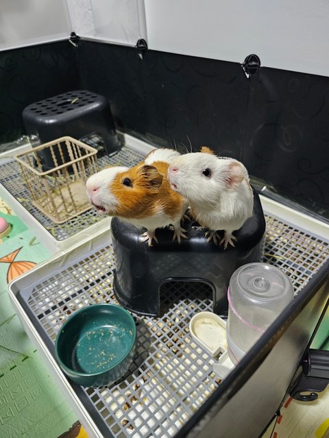 Bibi &amp; Bearbear - Guinea Pig Small & Furry