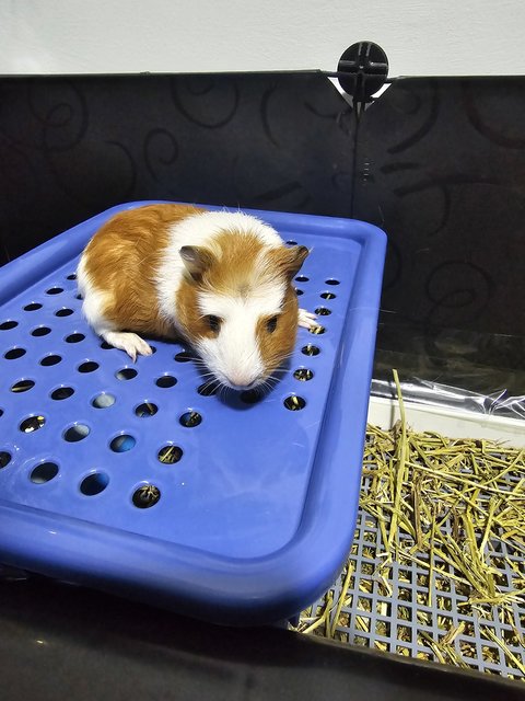 Baby - Guinea Pig Small & Furry