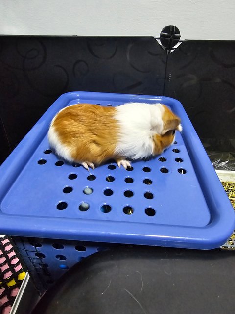 Baby - Guinea Pig Small & Furry