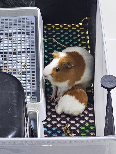 Baby - Guinea Pig Small & Furry