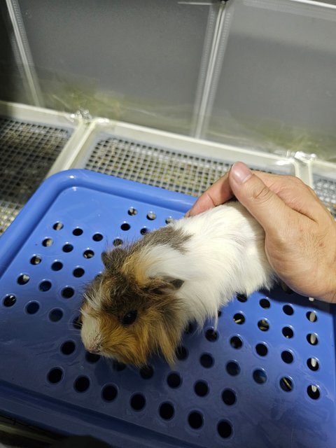 Little Adrian - Guinea Pig Small & Furry