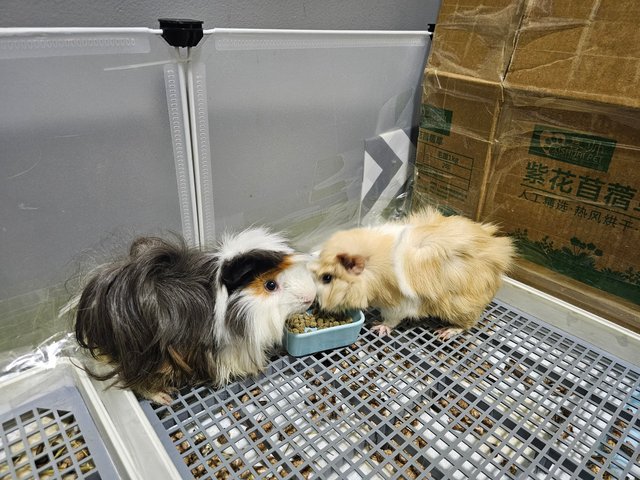 Abby &amp; Author - Guinea Pig Small & Furry