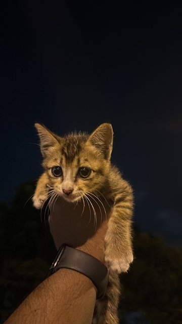 Kitten(Choose A Name) - Domestic Short Hair Cat