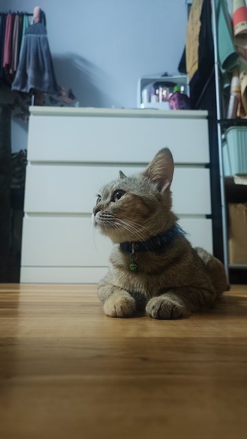 Shin - British Shorthair + Domestic Short Hair Cat