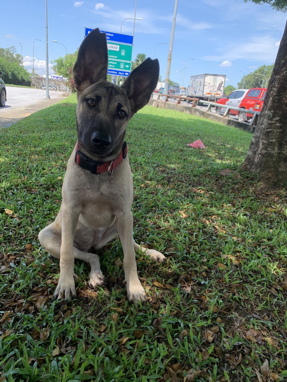 Ginny - German Shepherd Dog Mix Dog