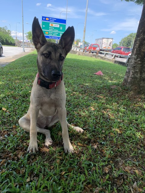 Ginny - German Shepherd Dog Mix Dog