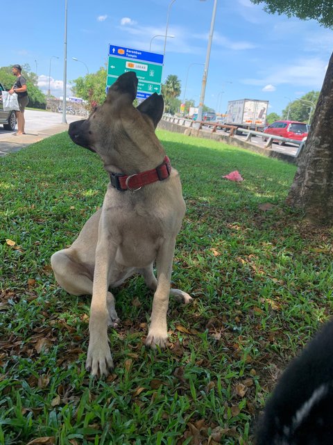 Ginny - German Shepherd Dog Mix Dog