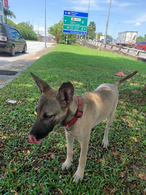 Ginny - German Shepherd Dog Mix Dog