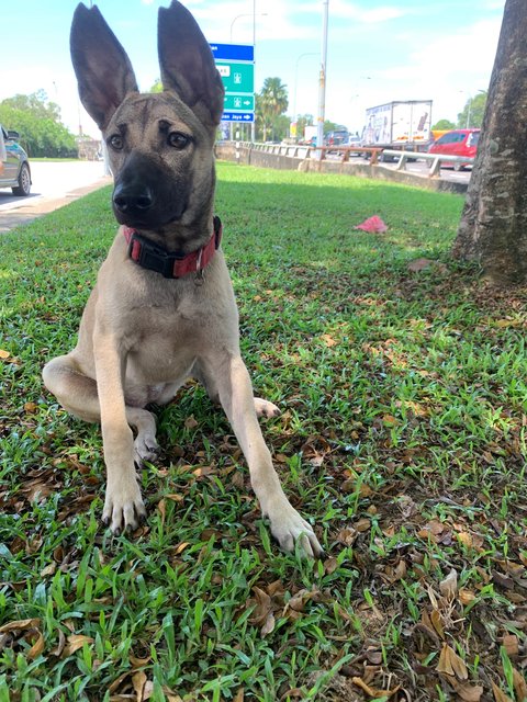 Ginny - German Shepherd Dog Mix Dog