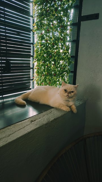 Olaf - British Shorthair + Exotic Shorthair Cat