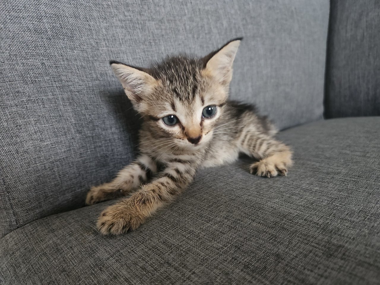 Mailbox Kittens - Domestic Short Hair Cat