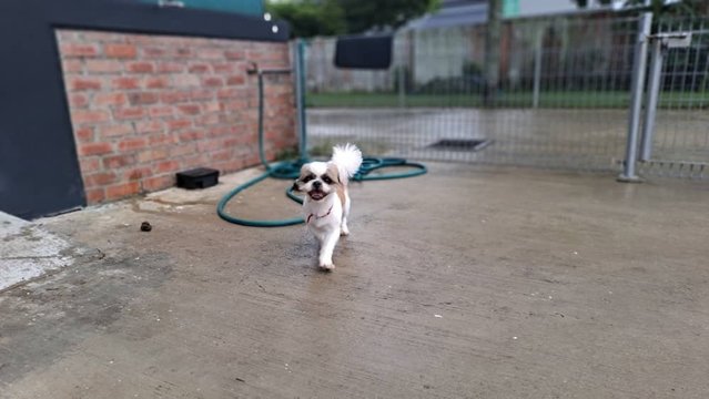 Roshan - Shih Tzu Dog