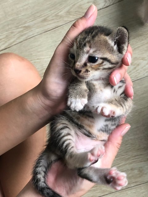 Tiger 🐯 - Domestic Short Hair Cat