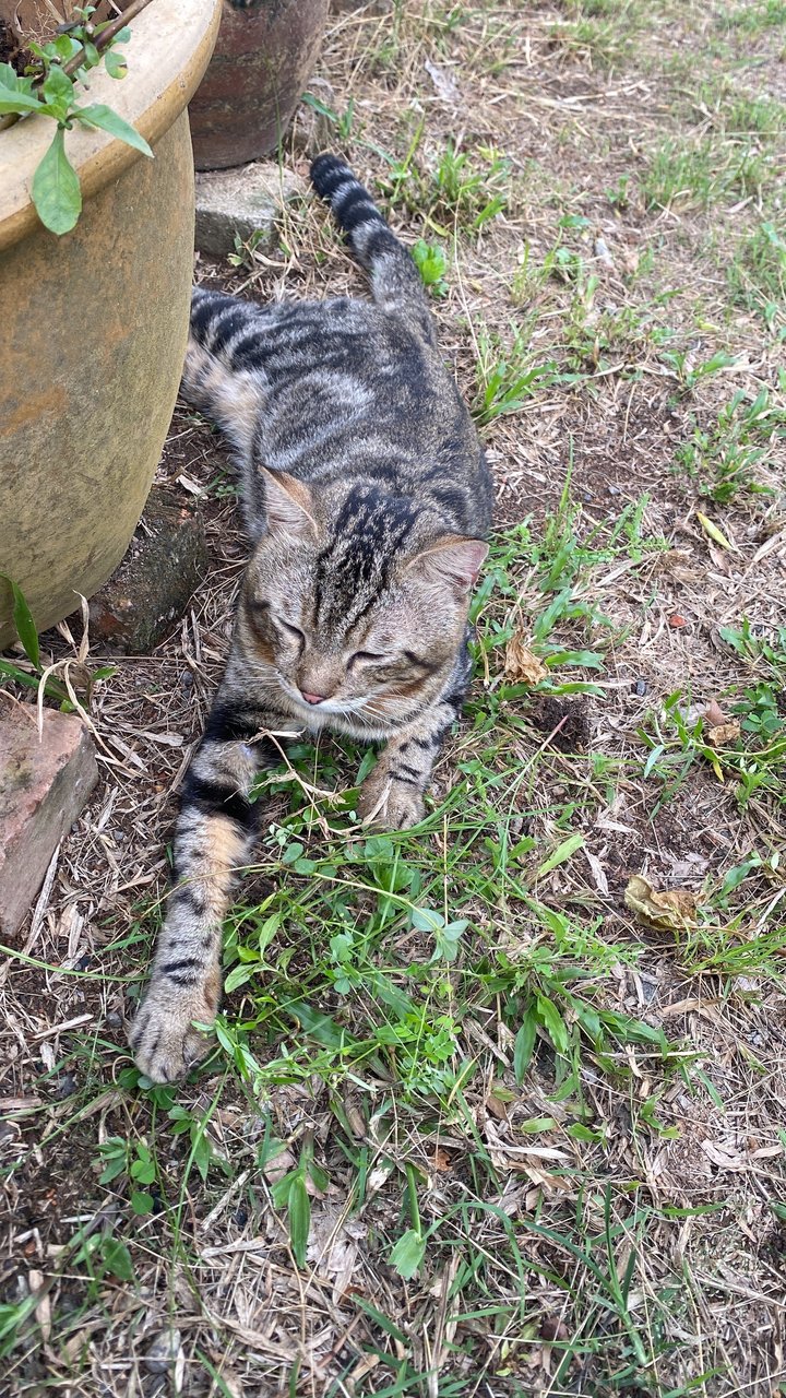 Atan - Domestic Short Hair Cat