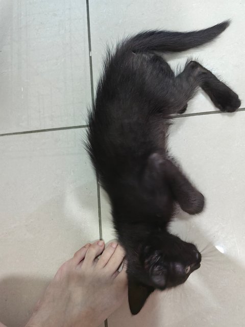 Kopi O - Domestic Short Hair Cat