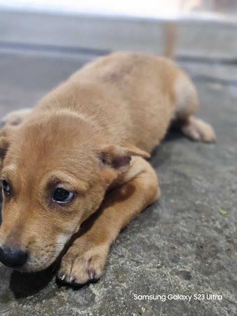 Sassy - Mixed Breed Dog