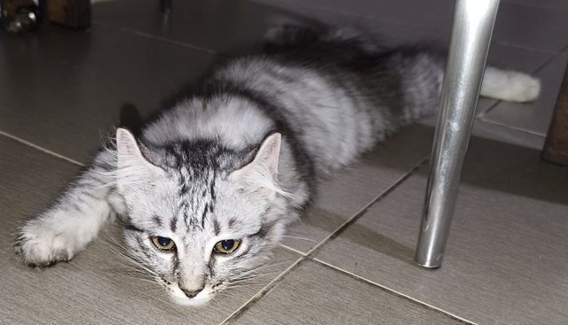 Feather The Curly Fluff - Bengal + American Curl Cat