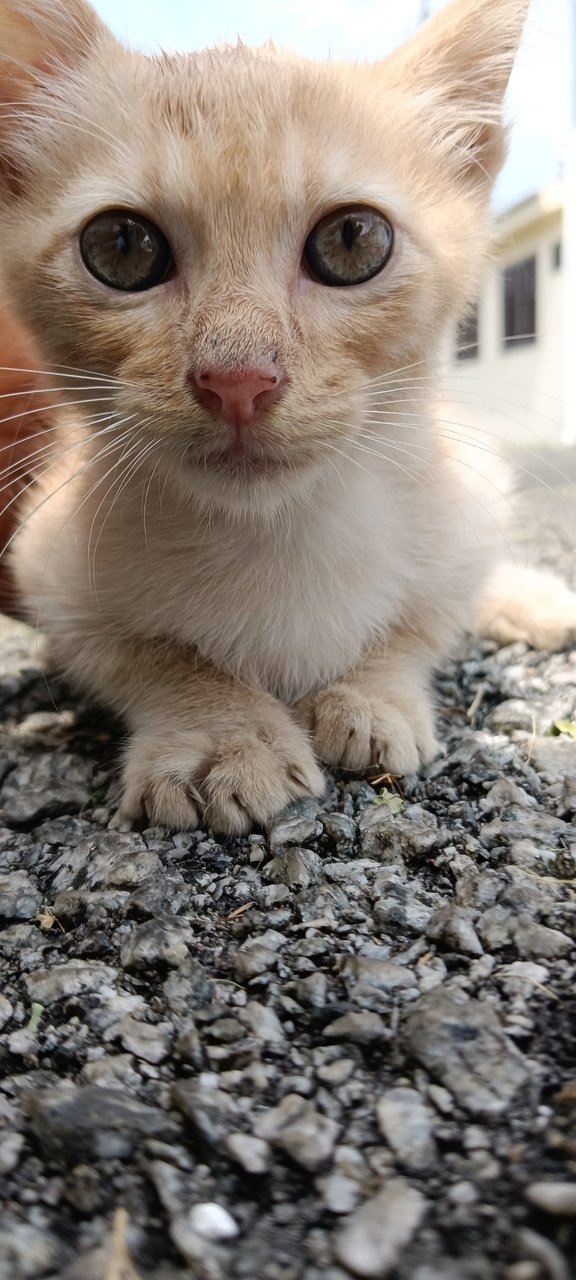 Kitten - Domestic Short Hair Cat