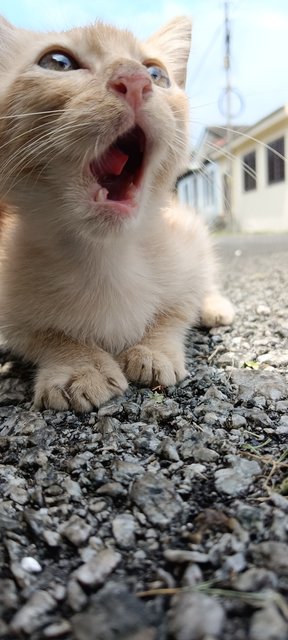 Kitten - Domestic Short Hair Cat