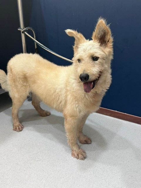 Cody - West Highland White Terrier Westie Mix Dog