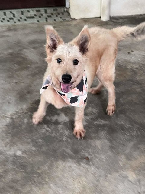 Cody - West Highland White Terrier Westie Mix Dog