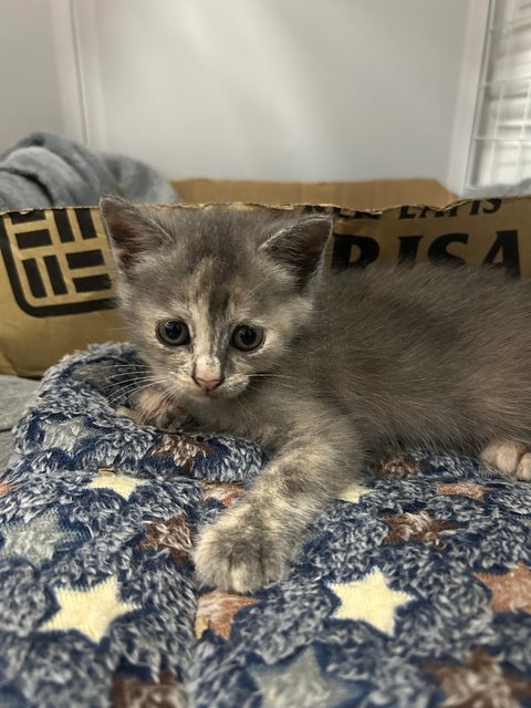 Mini - British Shorthair + Domestic Short Hair Cat