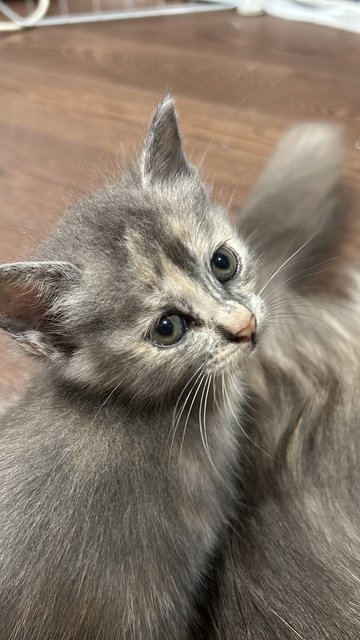 Mini - British Shorthair + Domestic Short Hair Cat