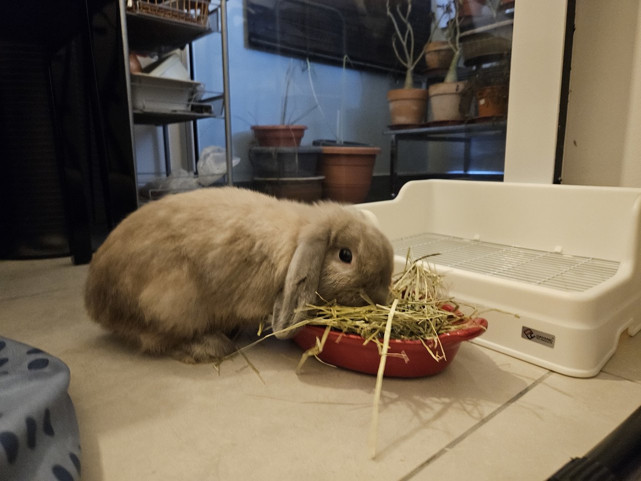 Momo - Holland Lop Rabbit