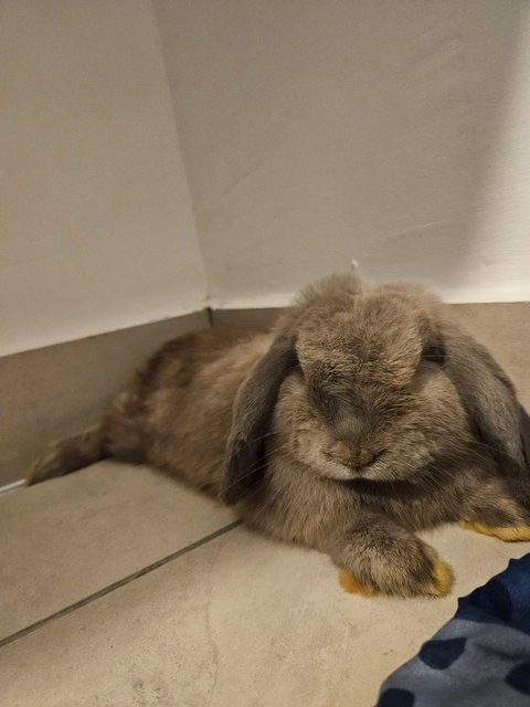 Momo - Holland Lop Rabbit