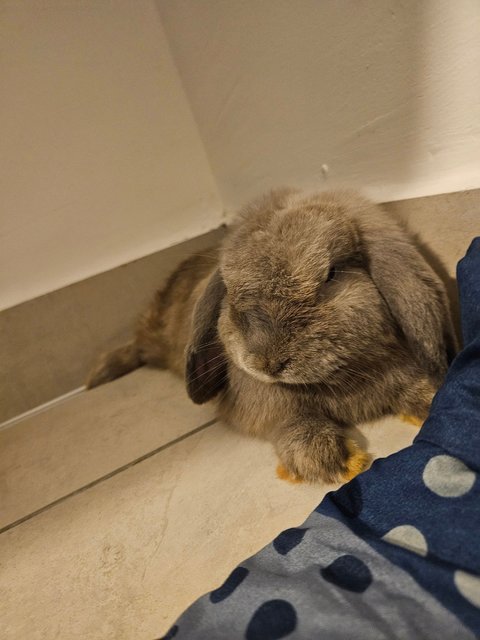 Momo - Holland Lop Rabbit