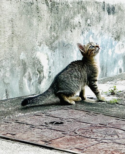 Obi And Kitten - Domestic Short Hair Cat