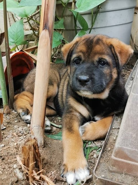 Chubby - Mixed Breed Dog