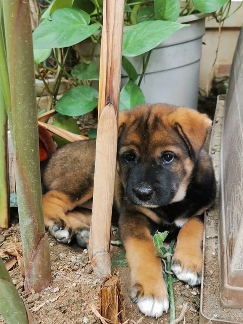 Chubby - Mixed Breed Dog