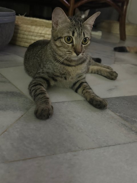 Asha - Domestic Short Hair Cat