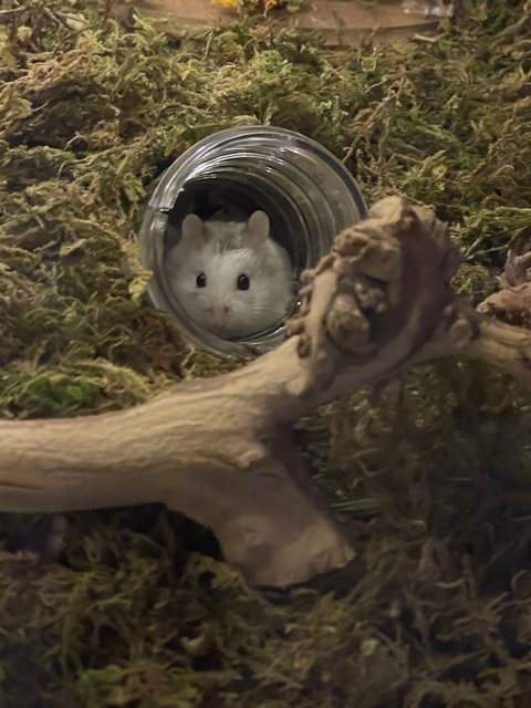 Fishball - Roborovsky's Hamster Hamster