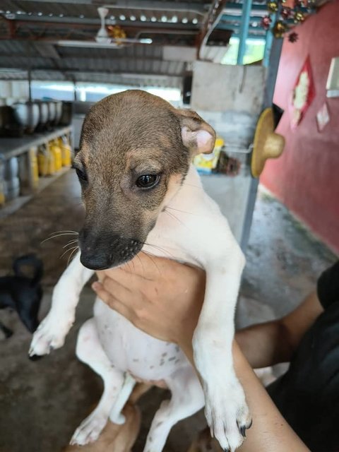 Nana 2 - Terrier Mix Dog